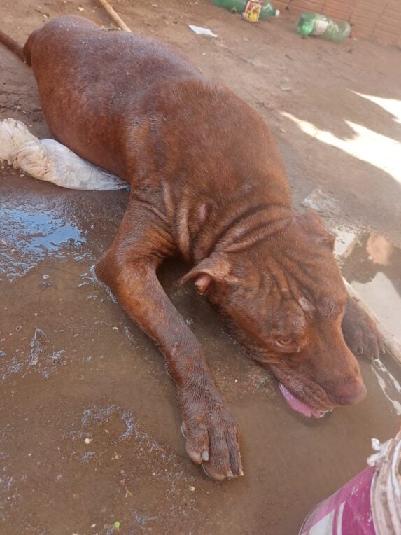 Homem e preso por maus tratos apos morte de pitbull em Barra do Pirai 3 573x764